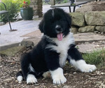Small Photo #1 Newfoundland Puppy For Sale in LEWISBURG, PA, USA