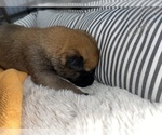 Small Photo #245 Belgian Malinois Puppy For Sale in REESEVILLE, WI, USA
