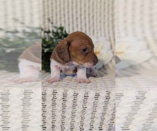 Medium Photo #22 Dachshund Puppy For Sale in GOSHEN, IN, USA