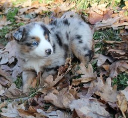 Australian Shepherd Puppy for sale in MARION CENTER, PA, USA