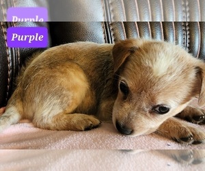 Australian Cattle Dog-Texas Heeler Mix Puppy for sale in RUSSELLVILLE, KY, USA