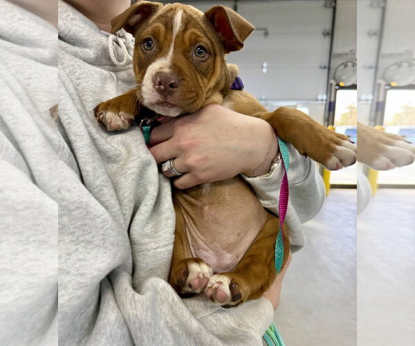 Medium Photo #1 Mutt Puppy For Sale in Shelburne, VT, USA
