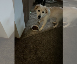 Golden Shepherd Puppy for sale in RAPID CITY, SD, USA