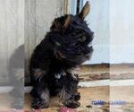 Small #1 Yorkshire Terrier