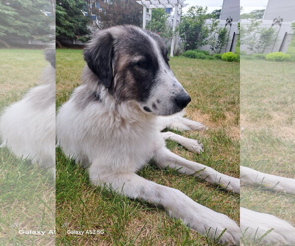 Medium Photo #3 Great Pyrenees Puppy For Sale in Brooklyn Center, MN, USA