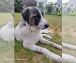 Small #2 Great Pyrenees