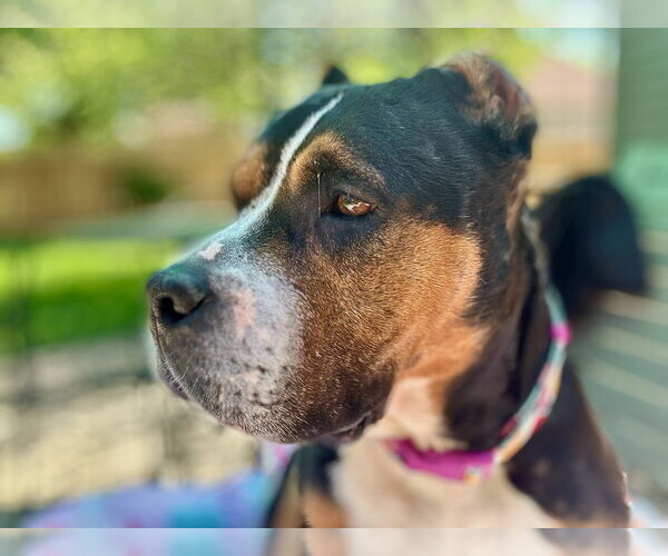 Medium Photo #7 Mutt Puppy For Sale in Crete, IL, USA