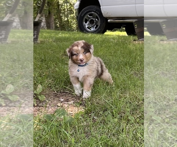 View Ad: Australian Shepherd Puppy for Sale near Missouri, EXETER, USA. ADN-272284