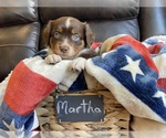 Small Photo #34 Miniature Australian Shepherd Puppy For Sale in BONNERS FERRY, ID, USA