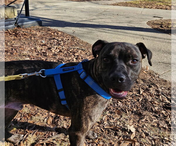 Medium Photo #16 American Staffordshire Terrier-Boxer Mix Puppy For Sale in Germantown, OH, USA