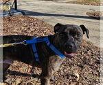 Small #15 American Staffordshire Terrier-Boxer Mix