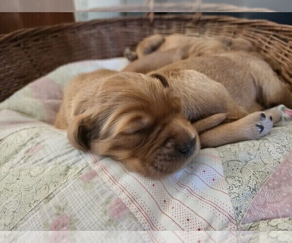 Medium Photo #5 Golden Irish-Golden Retriever Mix Puppy For Sale in EUREKA, IL, USA