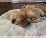 Small Photo #5 Golden Irish-Golden Retriever Mix Puppy For Sale in EUREKA, IL, USA