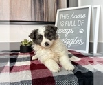 Small Photo #6 Australian Shepherd-Pomeranian Mix Puppy For Sale in FRANKLIN, IN, USA