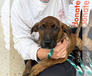 Labrador Retriever-Unknown Mix Dogs for adoption in Lawrenceville, NJ, USA