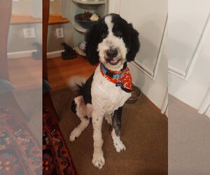 Bernedoodle Dogs for adoption in Holly Springs, NC, USA