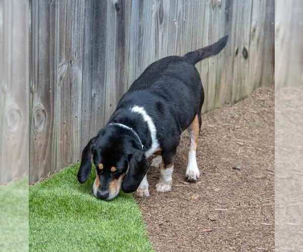 Medium Photo #5 Bagle Hound Puppy For Sale in Kennesaw, GA, USA