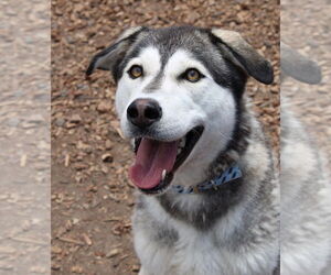 Siberian Husky Dogs for adoption in Petaluma, CA, USA