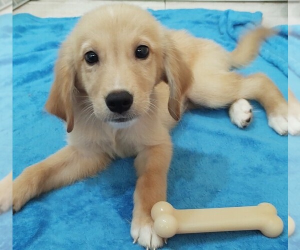 Medium Photo #1 Golden Retriever Puppy For Sale in STATEN ISLAND, NY, USA
