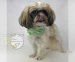 Small #1 Shih Tzu