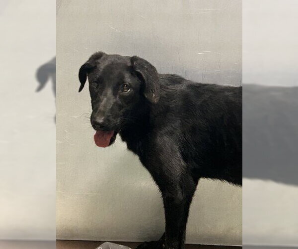 Medium Photo #1 Labrador Retriever-Unknown Mix Puppy For Sale in Bakersfield, CA, USA