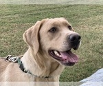 Small Photo #1 Labrador Retriever Puppy For Sale in SPOTSYLVANIA, VA, USA