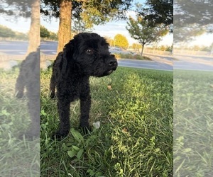 Father of the Maltipoo (Toy) puppies born on 07/01/2026