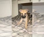 Puppy Sandy Alaskan Husky-Whippet Mix