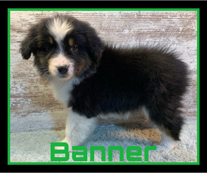 Australian Shepherd Puppy for sale in LAKEVILLE, IN, USA