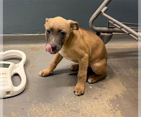 Medium Photo #1 Boxer-Feist Terrier Mix Puppy For Sale in Tallahassee, FL, USA