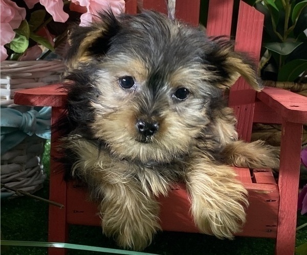 Medium Photo #1 Yorkshire Terrier Puppy For Sale in CANOGA, NY, USA