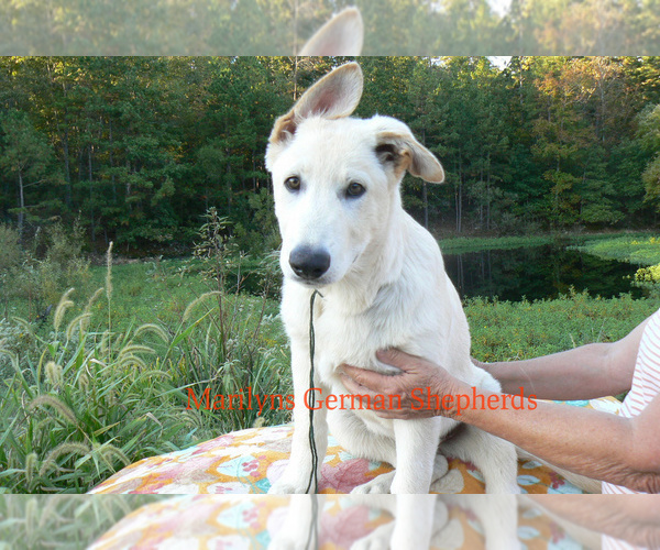 Medium Photo #6 German Shepherd Dog Puppy For Sale in PIEDMONT, MO, USA
