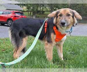 Mutt Dogs for adoption in Silver Spring, MD, USA