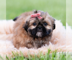 Shih Tzu Puppy for Sale in WARSAW, Indiana USA