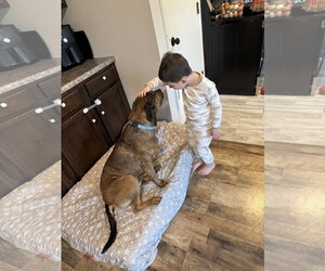 Mutt Dogs for adoption in Fenton, MO, USA