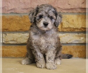 English Cream Golden Retriever-Poodle (Miniature) Mix Puppy for sale in FREDERICKSBG, OH, USA
