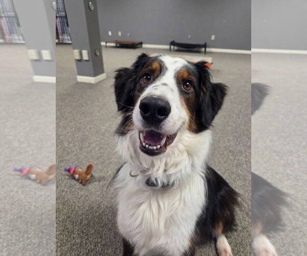 Medium Photo #1 Australian Shepherd Puppy For Sale in Cuyahoga Falls , OH, USA