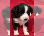 Puppy 2 Miniature Australian Shepherd