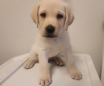 Small Photo #3 Labrador Retriever Puppy For Sale in CHARLOTTE, NC, USA