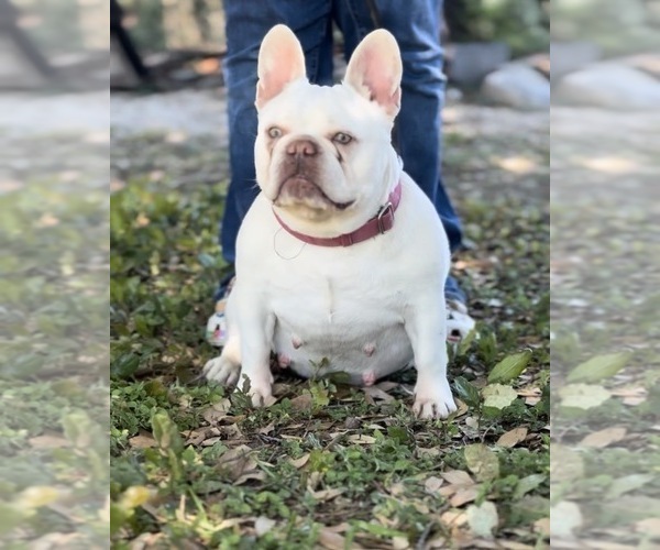 Medium Photo #1 French Bulldog Puppy For Sale in CRYSTAL CITY, TX, USA