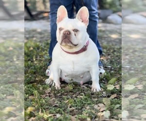 Mother of the French Bulldog puppies born on 04/09/2026