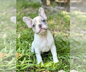 French Bulldog Puppy for sale in SAINT JOHNS, FL, USA