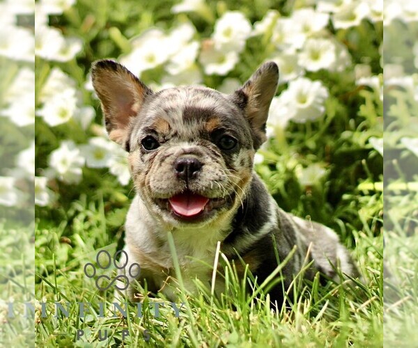 Medium Photo #1 French Bulldog Puppy For Sale in RONKS, PA, USA