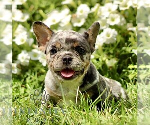 French Bulldog Puppy for sale in RONKS, PA, USA