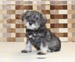 Small Schnauzer (Miniature)