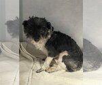 Small Photo #3 Havanese Puppy For Sale in Hoisington, KS, USA