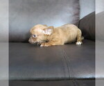 Small #2 Chihuahua