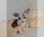 Small #5 Chihuahua