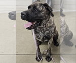 Begonia - Female Mutt Dog for Adoption - Small photo