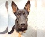 Small #1 German Shepherd Dog